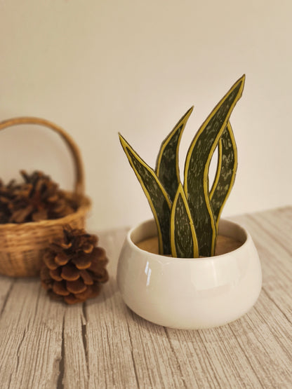 Terra Vitrae - Créations en vitrail et verre fondu, inspirées de la nature et la montagne